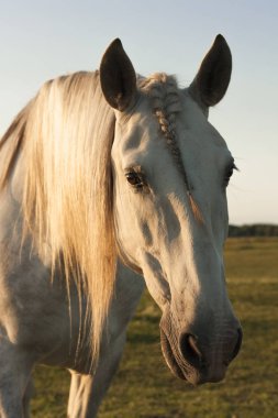 Beyaz İspanyol atı otlakta, akşam güneşli ışıklara doğru yürüyor. Hayvan portresi.