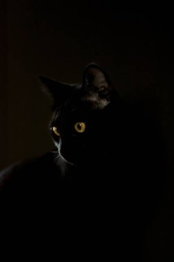 Siyah arka planda izole edilmiş sarı gözlü kara kedi. Minimalist hayvan portresi, stüdyo ışığı.