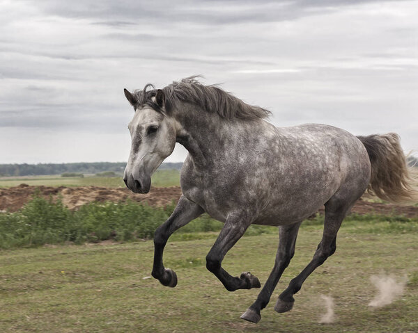 Young grey andalusian horse running in gallop in the field. Close, in motion.