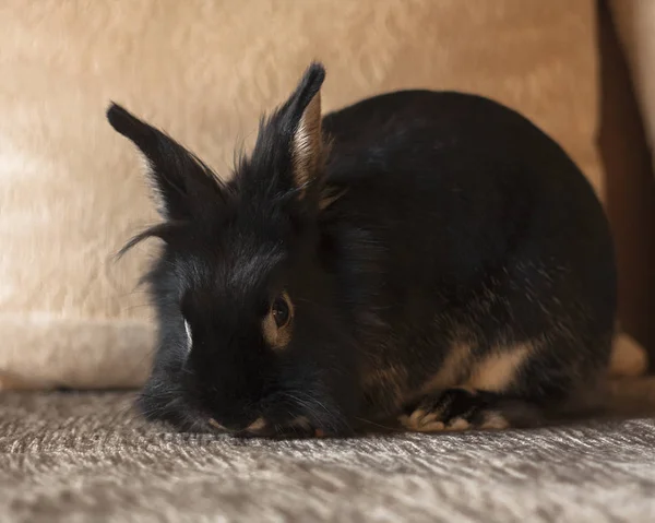 Coniglietto Nero Seduto Sul Divano Camera Beige Ritratto Animale — Foto Stock