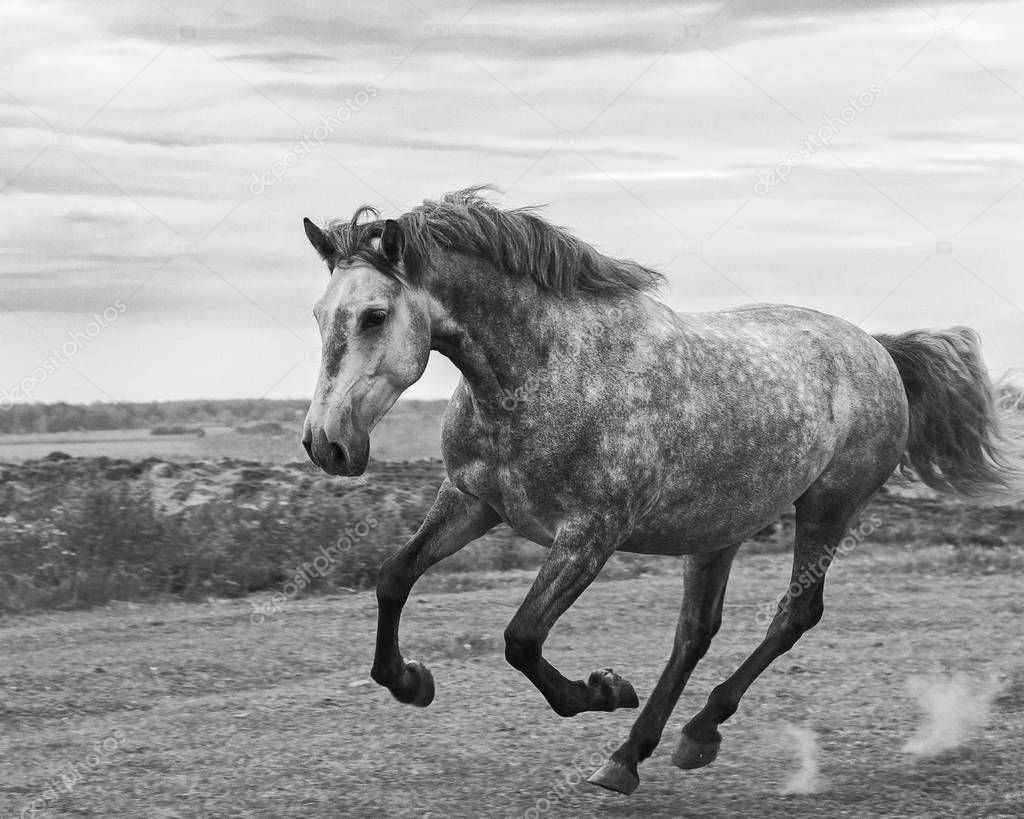 Young grey andalusian horse running in gallop in the field. Close, in motion, black and white.