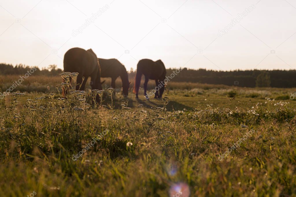 Summer pasture with three grazing horses in the evening sunset lights.
