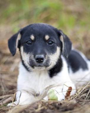 Otların arasında küçük şirin bir köpek yavrusu. Hayvan portresi.