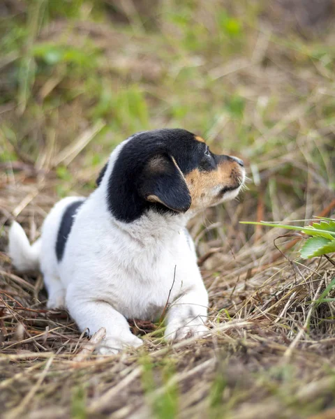 草の中の小さなかわいい子犬 動物肖像画 — ストック写真