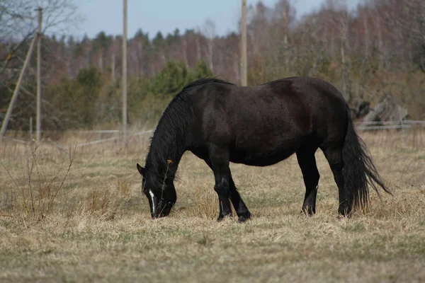 Cheval Noir Broutant Sur Pâturage Pauvre Vue Latérale — Photo