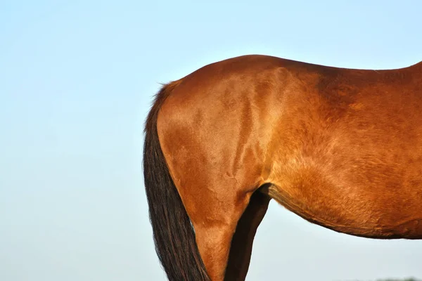 Rumpf Eines Kastanienpferdes Vor Blauem Himmel Abendlicht Des Sonnenuntergangs Körperteil — Stockfoto