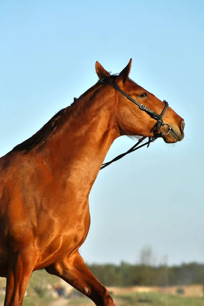 Chestnut Warmblood Mare Bridle Evening Sunset Light Being Naughty Portrait — Stock Photo, Image