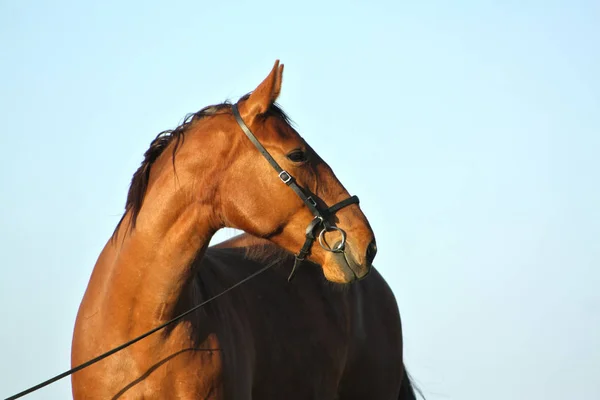 Retrato Cavalo Castanho Freio Contra Céu Azul Cabeça Animal — Fotografia de Stock