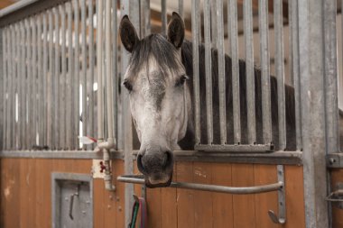 Ahırda duran gri Endülüs atı. Hayvan portresi. 