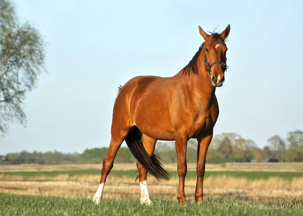 Kestane atı, ilkbaharda, akşam güneşinde yol kenarında duruyor. Hayvan portresi.