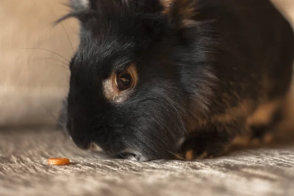 Conejito Negro Sentado Sofá Comiendo Pedazo Zanahoria Retrato Primer Plano —  Fotos de Stock