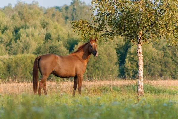 栗のロシアのドン品種の馬は白樺の木の近くの夏の緑のフィールドに立っています 動物肖像画 — ストック写真