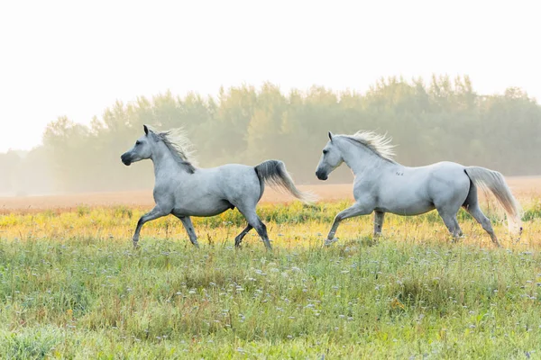 Two white horses - arabian and lipizzaner- running in the summer green field in the early morning. Animals in motion.
