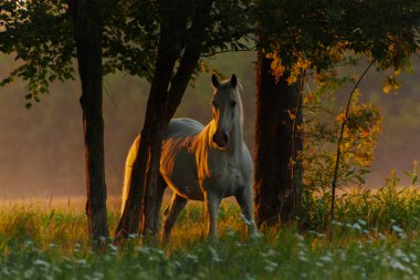 Beyaz lipizzaner aygırı güneş doğarken ağaçların yanında durur. Hayvan portresi.