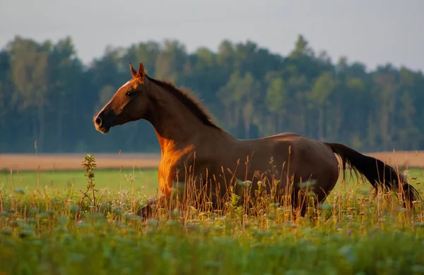 Kasztan Rosyjski Don Hoduje Konia Biegnącego Letnim Zielonym Polu Ruch — Zdjęcie stockowe