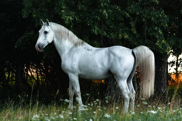 White Lippizaner Breed Stallion Standing Shadow Trees Sunrise Morning Animal — Stock Photo, Image