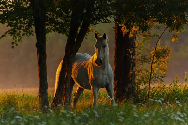 Beyaz lipizzaner aygırı güneş doğarken ağaçların yanında durur. Hayvan portresi.