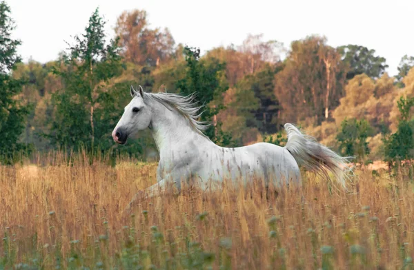 White Lippizaner Breed Stallion Running Yellow Summer Field Morning Animal — Stock Photo, Image