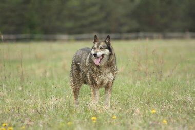 Islak çoban köpeği baharın sonlarında karahindiba çiçekleriyle dolu çayırda.. 