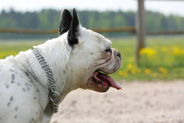 Bulldog Francés Blanco Con Collar Metal Jadeando Día Caluroso Verano — Foto de Stock