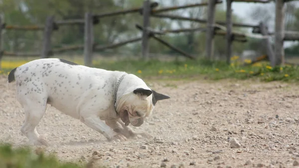 White French Bulldog Playing Stone Sandy Road Happy Playful Dog — Stock Photo, Image