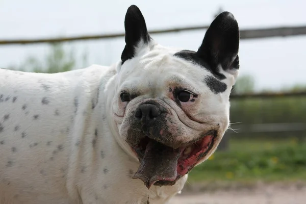 Bulldog Francés Blanco Con Boca Llena Suciedad Jadeando Retrato Perro — Foto de Stock