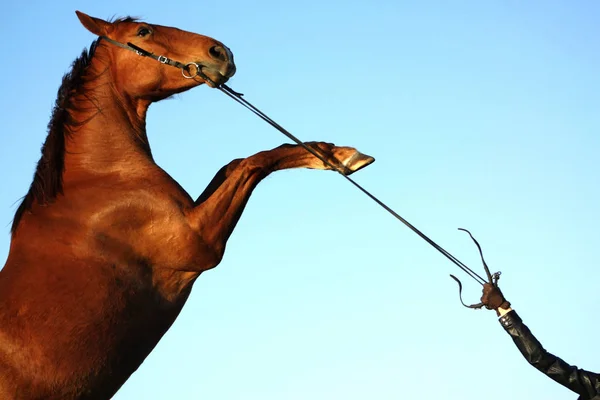 Bir Kız Tarafından Tutulurken Dizginlenmiş Kestane Atı Bir Insanın Hayvanla — Stok fotoğraf