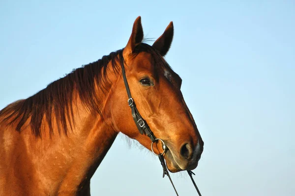 Портрет Каштановой Лошади Узде Фоне Голубого Неба Голова Животного — стоковое фото