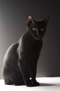 Siyah arka planda siyah oryantal kedi portresi. 