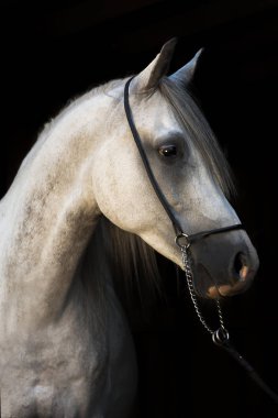 Arap ırkı gri aygırın portresi siyah arka planda dizginleri gösteriyor..