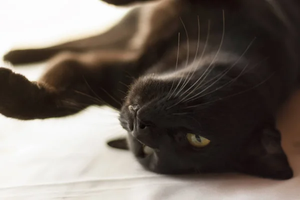 Svart Orientalisk Katt Som Ligger Solljuset Djur Porträtt Närbild — Stockfoto