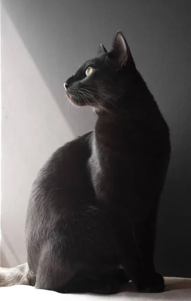 黒の背景に黒東洋の猫の肖像画 — ストック写真