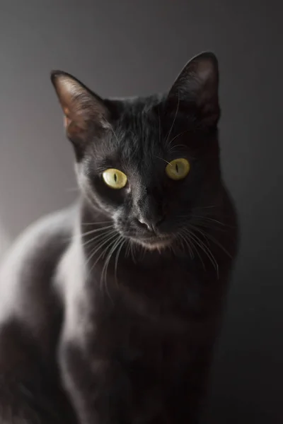 Svart Orientalisk Katt Porträtt Svart Bakgrund — Stockfoto