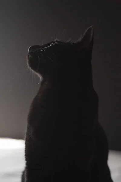 黑色背圆上的东方黑猫肖像 — 图库照片