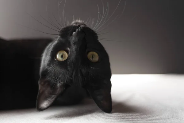 Negro Oriental Gato Retrato Negro Backround — Foto de Stock