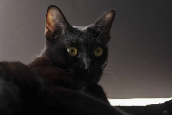 Портрет Чорної Східної Кішки Чорному Фоні — стокове фото
