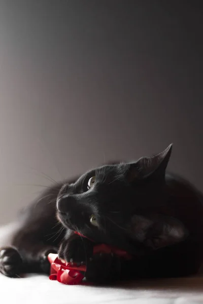 Чорний Східний Кіт Тримає Грає Іграшку Червоної Стрічки Чорному Тлі — стокове фото