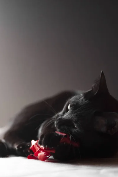 Black Oriental Cat Holding Playing Red Ribbon Toy Black Background — Stockfoto