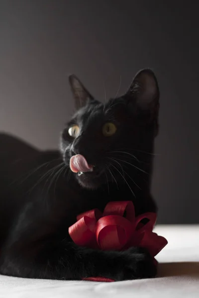 黒い背景に赤いリボンのおもちゃを持ちながら黒い東洋の猫が鼻をなめる 動物肖像画 — ストック写真