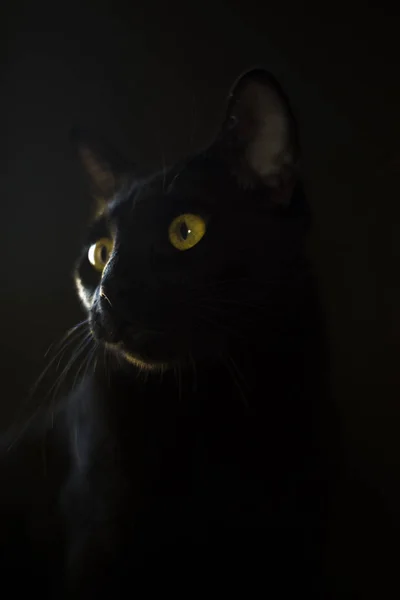Gato Oriental Negro Con Ojos Amarillos Sobre Fondo Negro Retrato — Foto de Stock