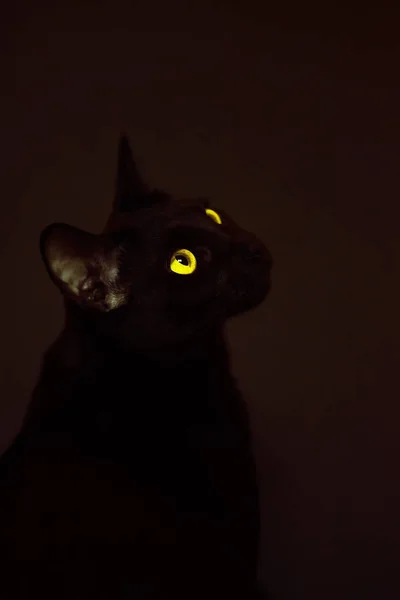 Chat Oriental Noir Aux Yeux Jaunes Sur Fond Rouge Foncé — Photo