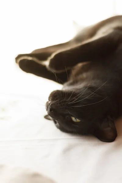东方黑猫躺在阳光下 肖像画 — 图库照片
