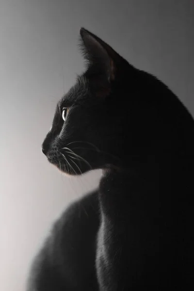 Preto Oriental Gato Retrato Preto Fundo — Fotografia de Stock