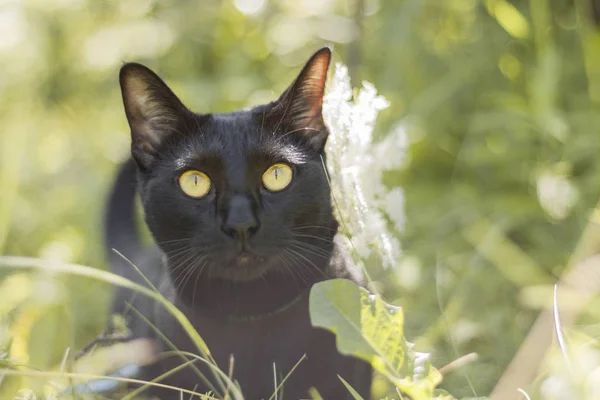 Svart Orientalisk Katt Sällskapsdjur Sele Promenader Utanför Sommar Gräs Djurporträtt — Stockfoto