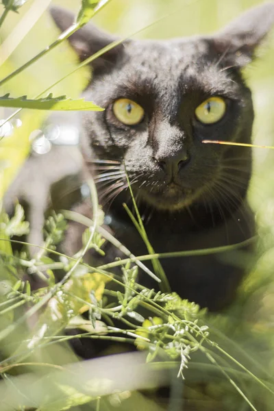 Svart Orientalisk Katt Sällskapsdjur Sele Promenader Utanför Sommar Gräs Djurporträtt — Stockfoto