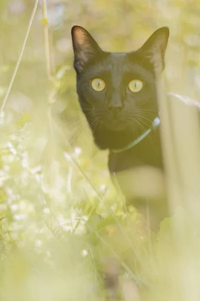 Svart Orientalisk Katt Sällskapsdjur Sele Promenader Utanför Sommar Gräs Djurporträtt — Stockfoto