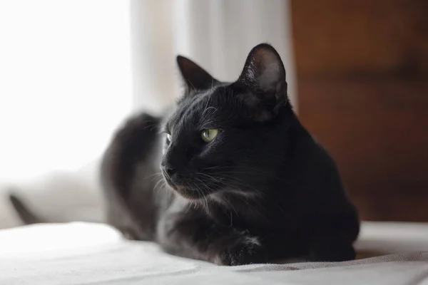 Gato Oriental Preto Que Relaxa Mesa Branca Casa Rural Condado — Fotografia de Stock