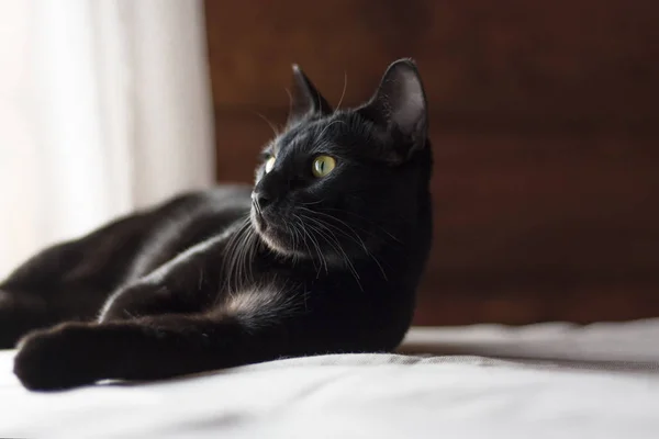 东方黑猫悠闲地躺在乡下村舍的白桌子上 动物肖像 — 图库照片