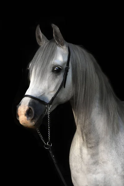 Arap ırkı gri aygırın portresi siyah arka planda dizginleri gösteriyor..