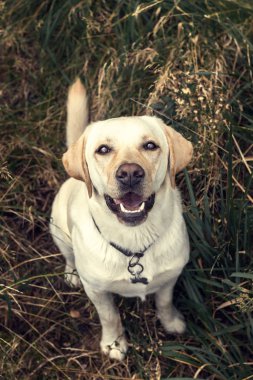 Altın Labrador yukarı ve kameraya bakıyor. Hayvan portresi. Yakın plan..